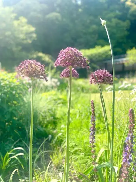 石窯ガーデンテラスの花