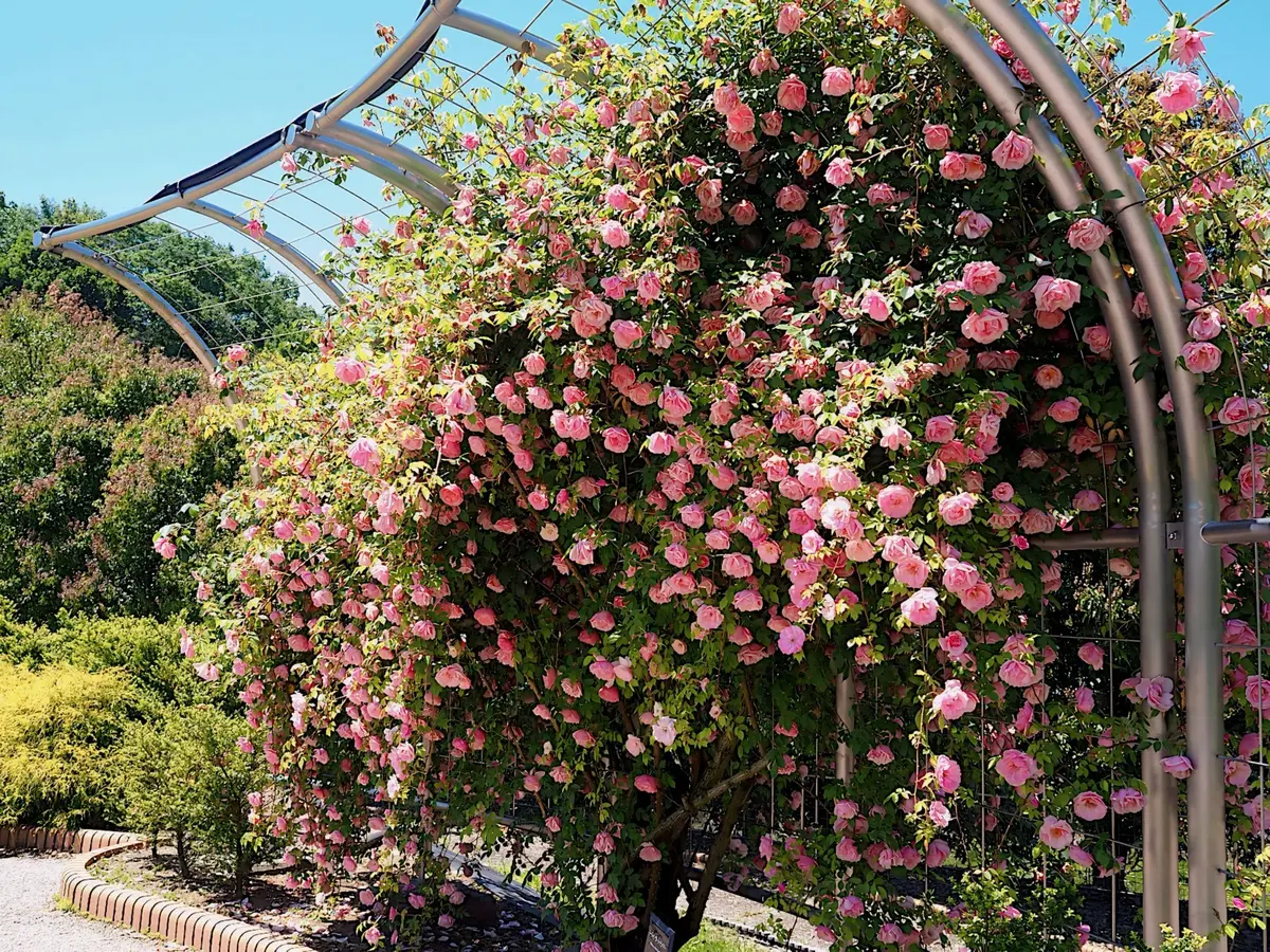 オールドローズガーデン