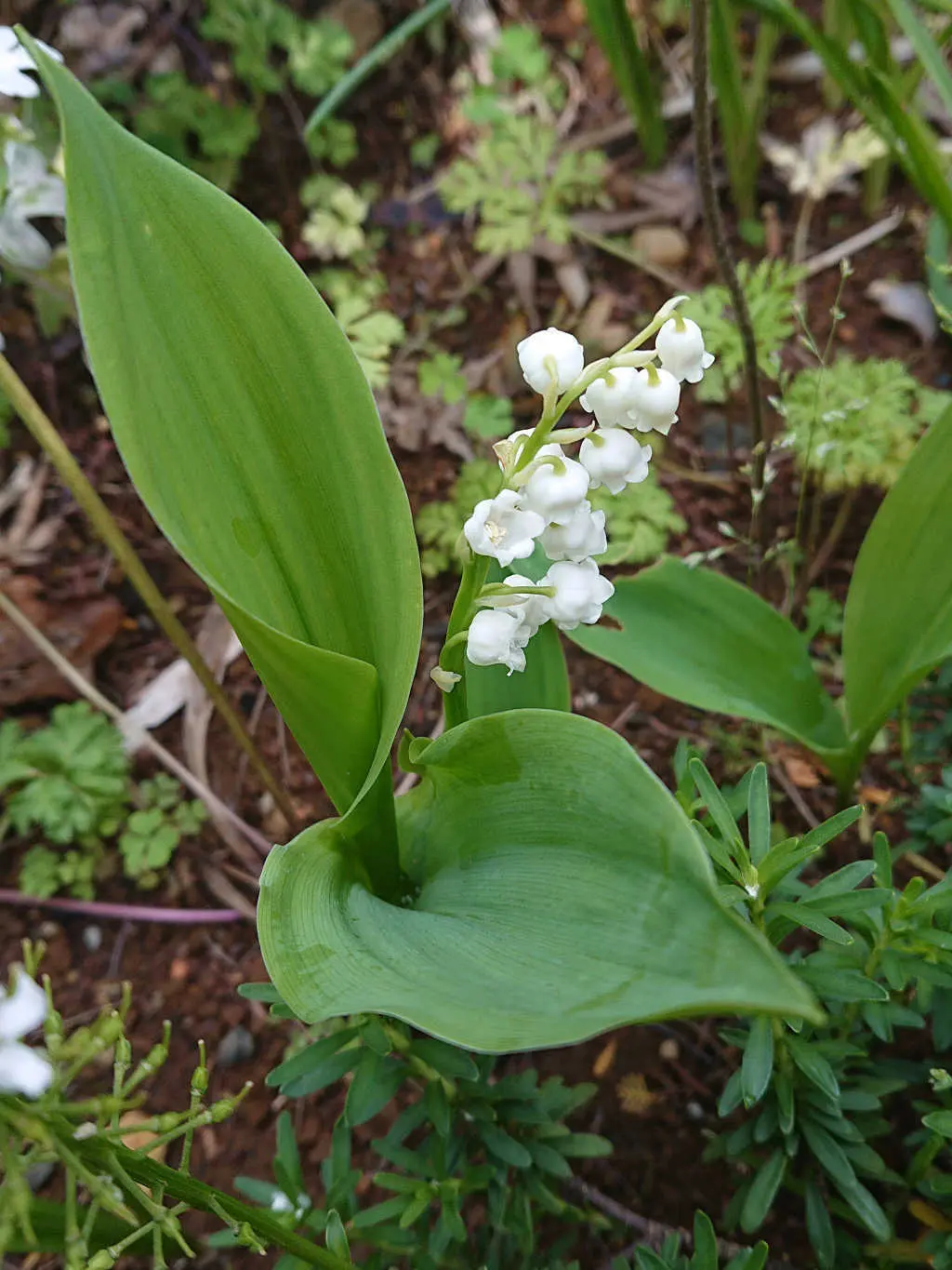 理想のテラスとガーデンを目指して・・・の画像_11