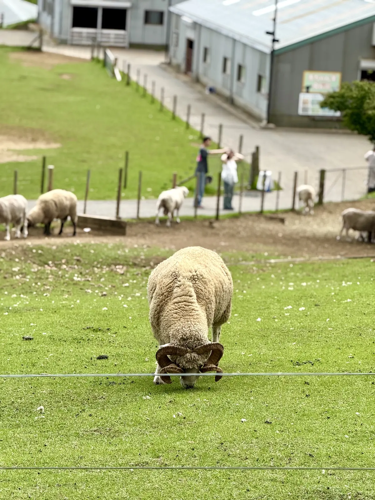 千葉県　観光名所　富津市　マザー牧場　牧場内の景色　羊