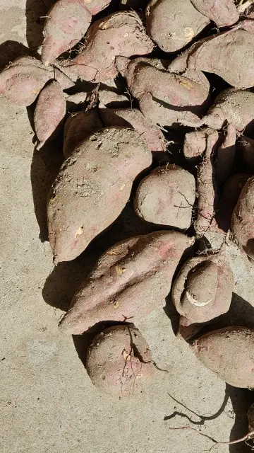 畑は冬の野菜へシフトの画像_2