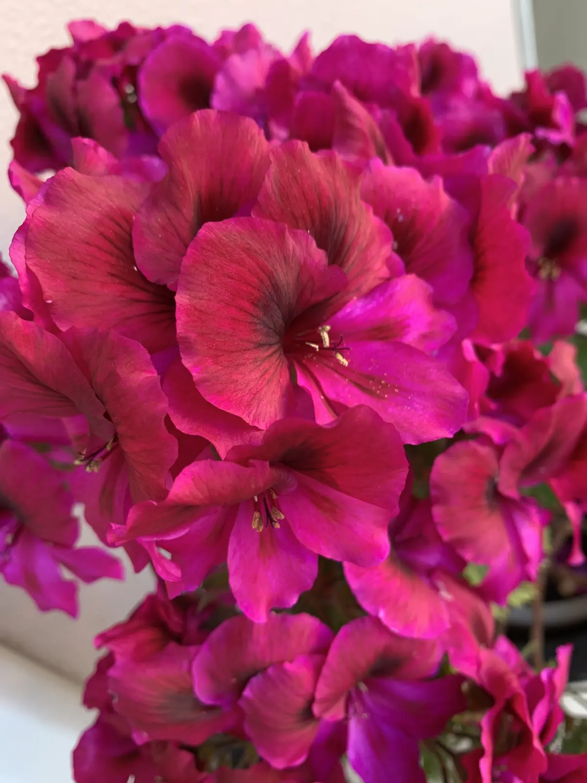 ぺラルゴニウム