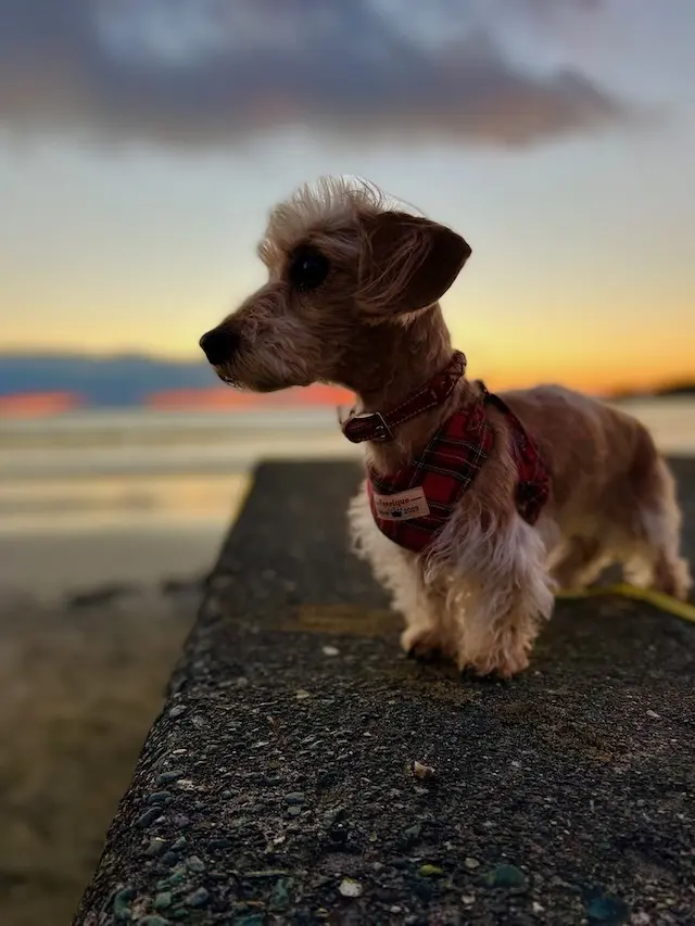 海　海散歩　デュアルライフ　湘南　海のある暮らし　jマダムの暮らし