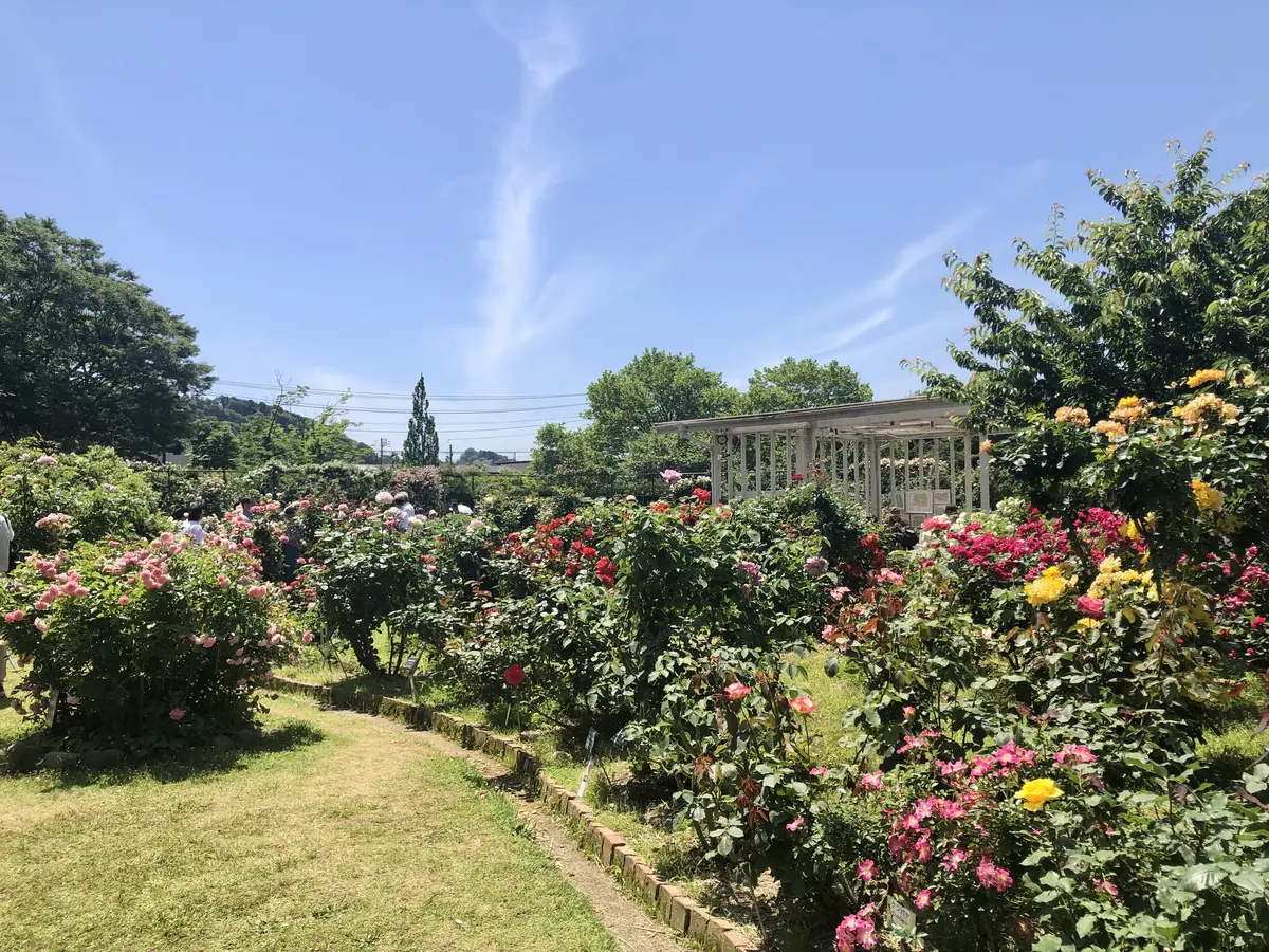 鎌倉の麗しきバラの画像_10