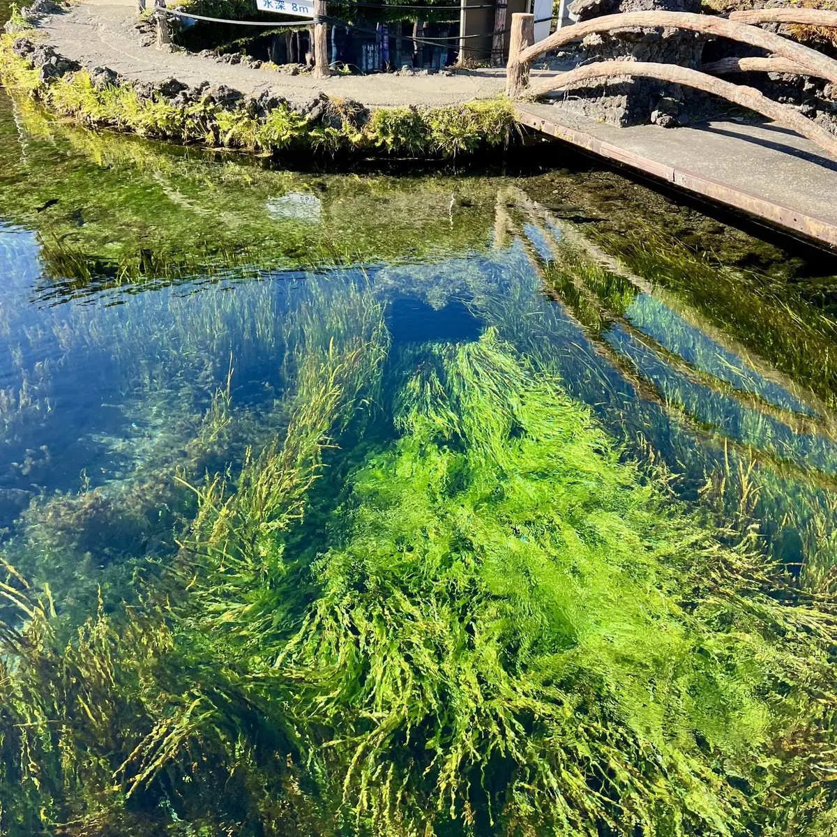 忍野八海「中池」