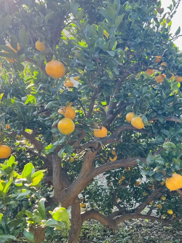 秋の恵みたっぷり！手作り酵素ドリンクの画像_5