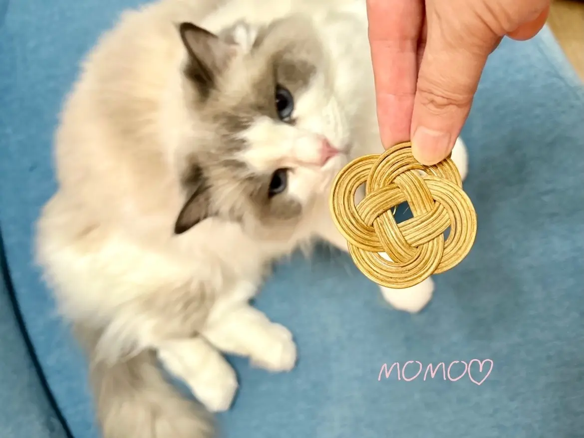 猫（下の子）と『菜の花結び』のプローチ