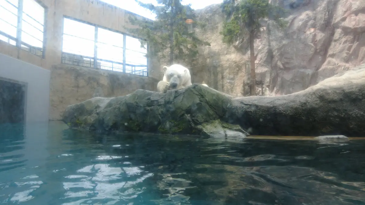 念願だった北海道旭川市「旭山動物園」行っの画像_9