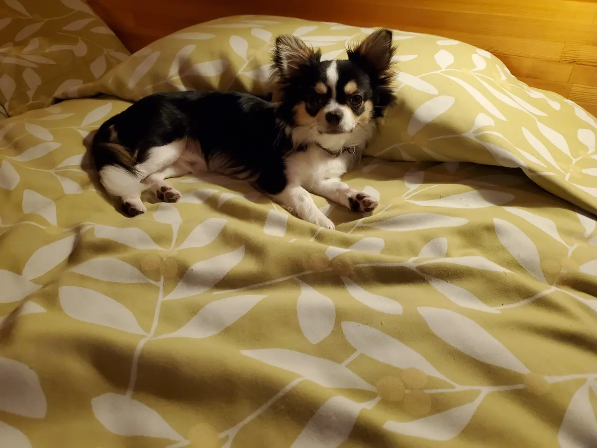 くつろぐチワワくん