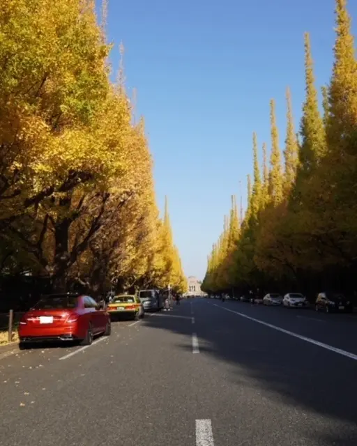 秋の外苑前①の画像_1