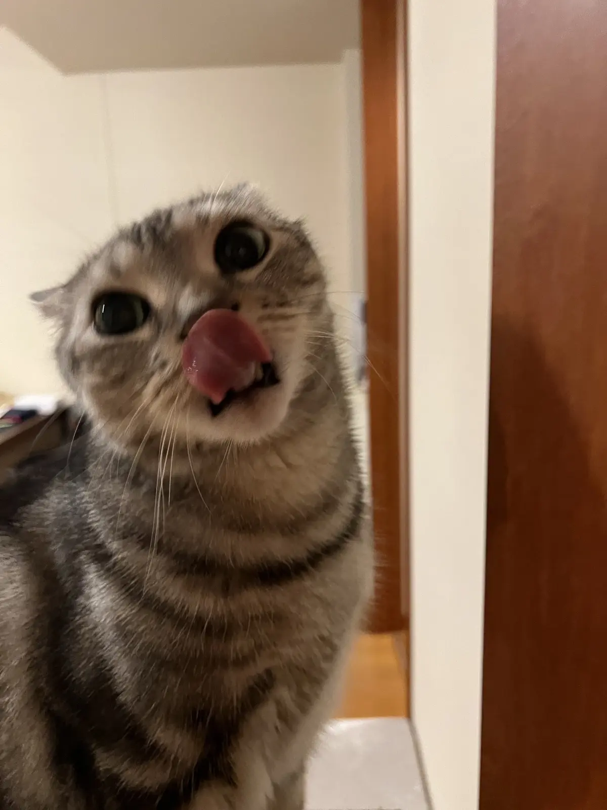 ペロリン変顔のアラン