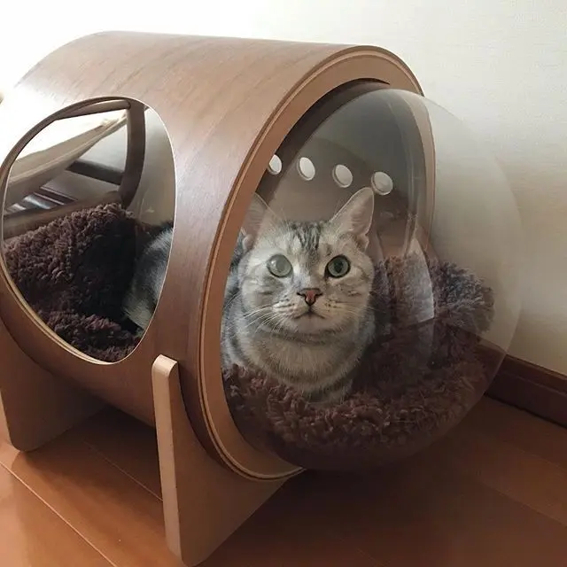 宇宙猫？の画像_1