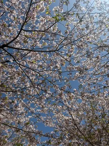 春の鎌倉でとんぼ玉作りの画像_8