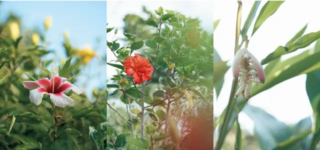 館内の庭には、亜熱帯地域特有の植物が生い茂り、原料となる糸芭蕉も育っている