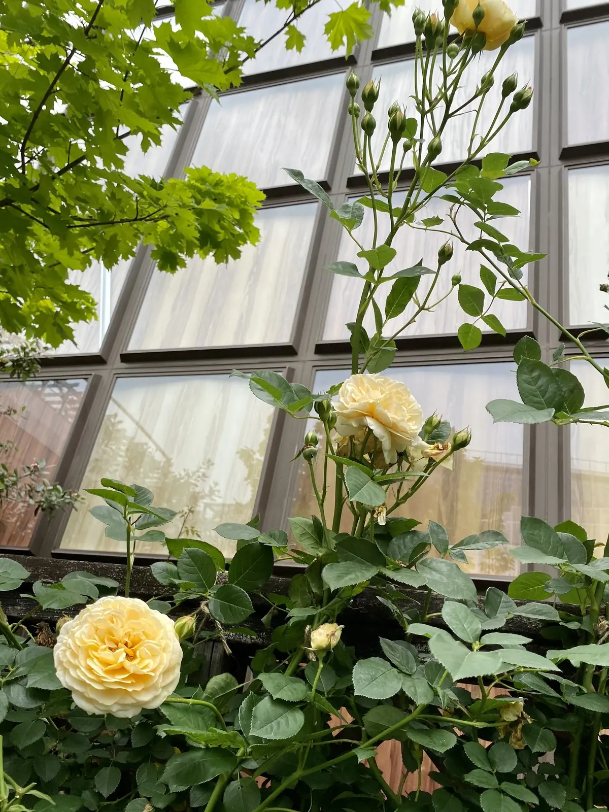 イエローの薔薇もありました。