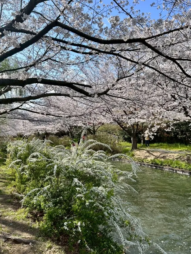 春の伏見で、桜とやさしい時間をの画像_3