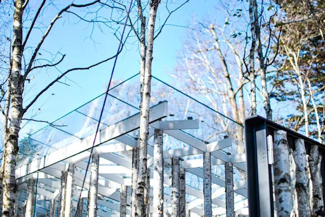 【さかぽんの冒険】風通る白樺と苔の森@軽の画像_3