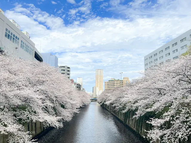 【さかぽんギャラリー】中目黒☆目黒川の桜の画像_1