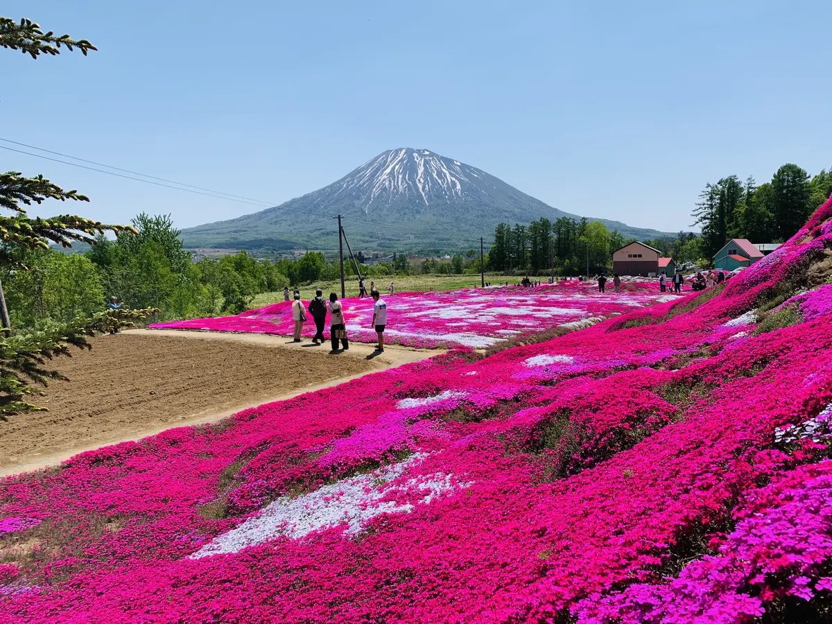 段々畑のように、芝桜で覆われた美しいお庭