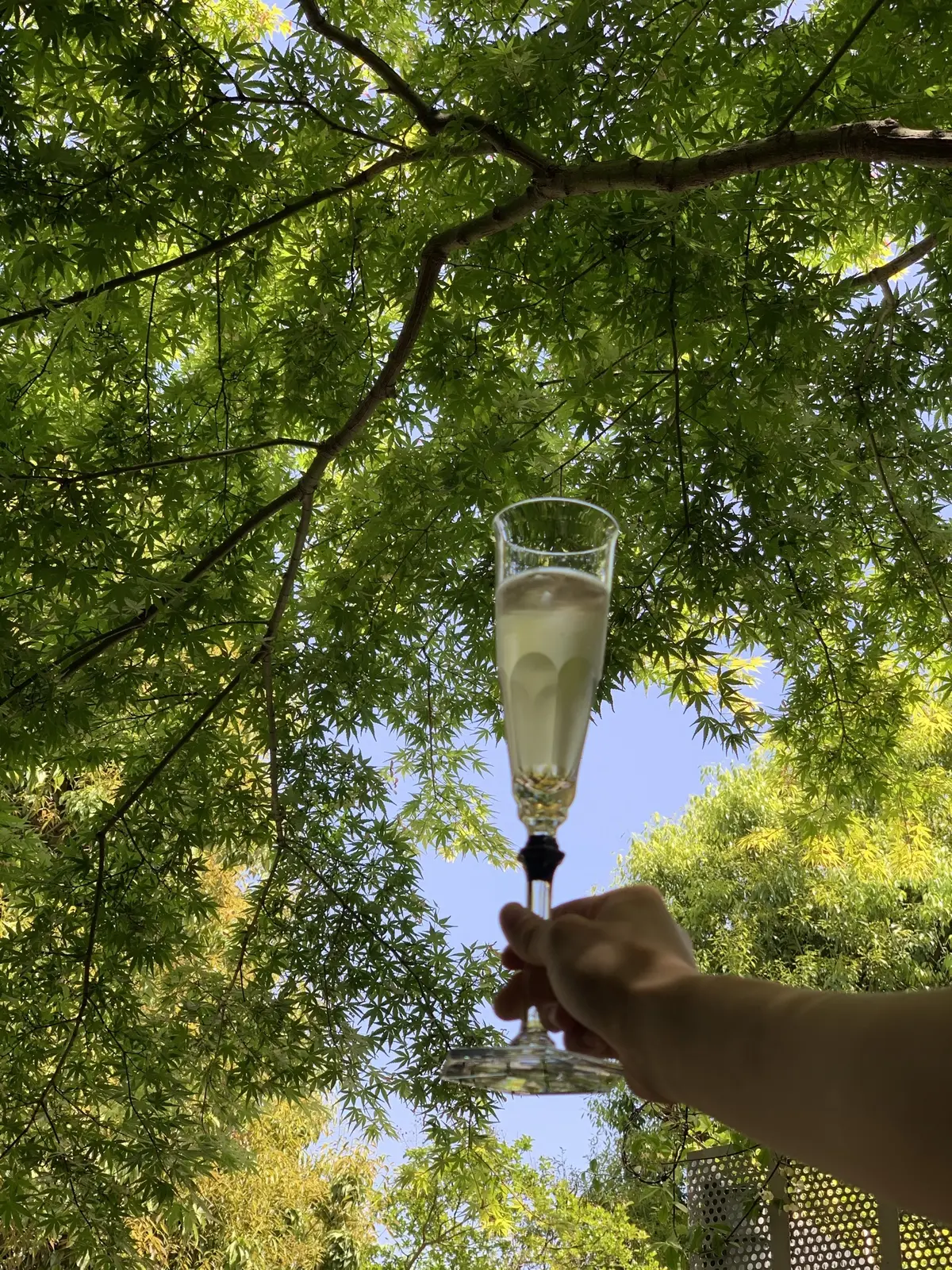 カンパーイ‼︎