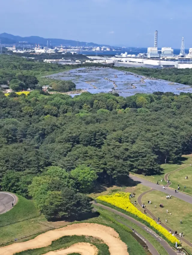 一度は見たい絶景～ひたち海浜公園のネモフの画像_12