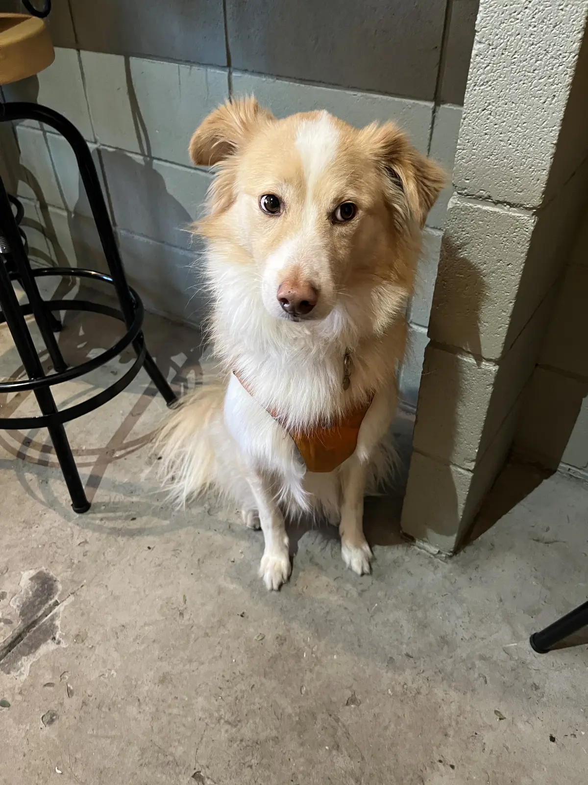 クリスマスがやって来るからの画像_2