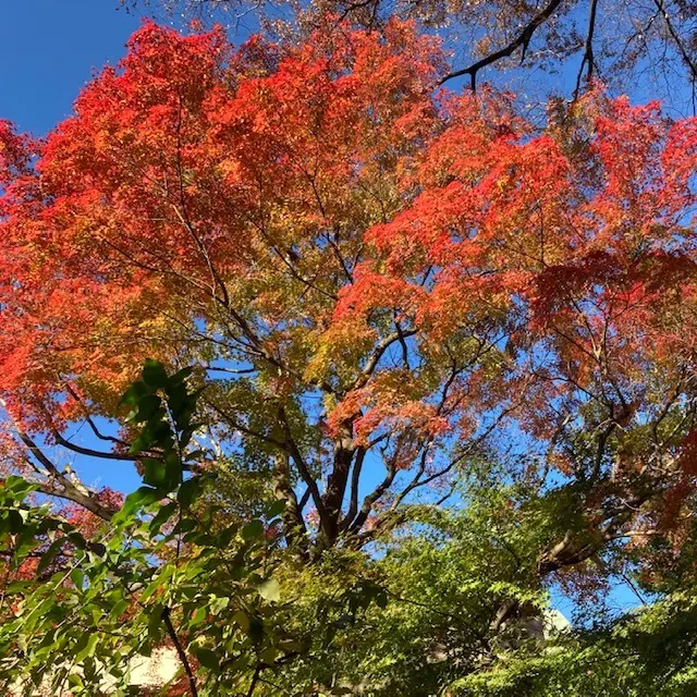 庭園の紅葉