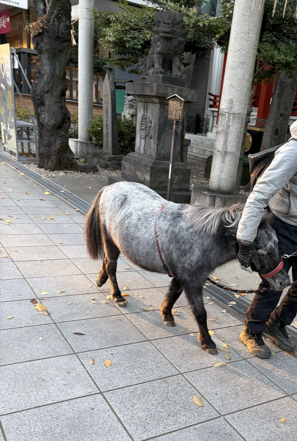 午年　神社　御朱印　神田明神　神馬　あかりちゃん　EDOKKO CAFÉ MASU MASU 枡カフェ　うまくいくお守り　あかりちゃんストラップ　午にまつわる神社　散歩　東京さんぽ　jマダム おでかけ　午年縁起物　天野屋甘酒　餅いなり