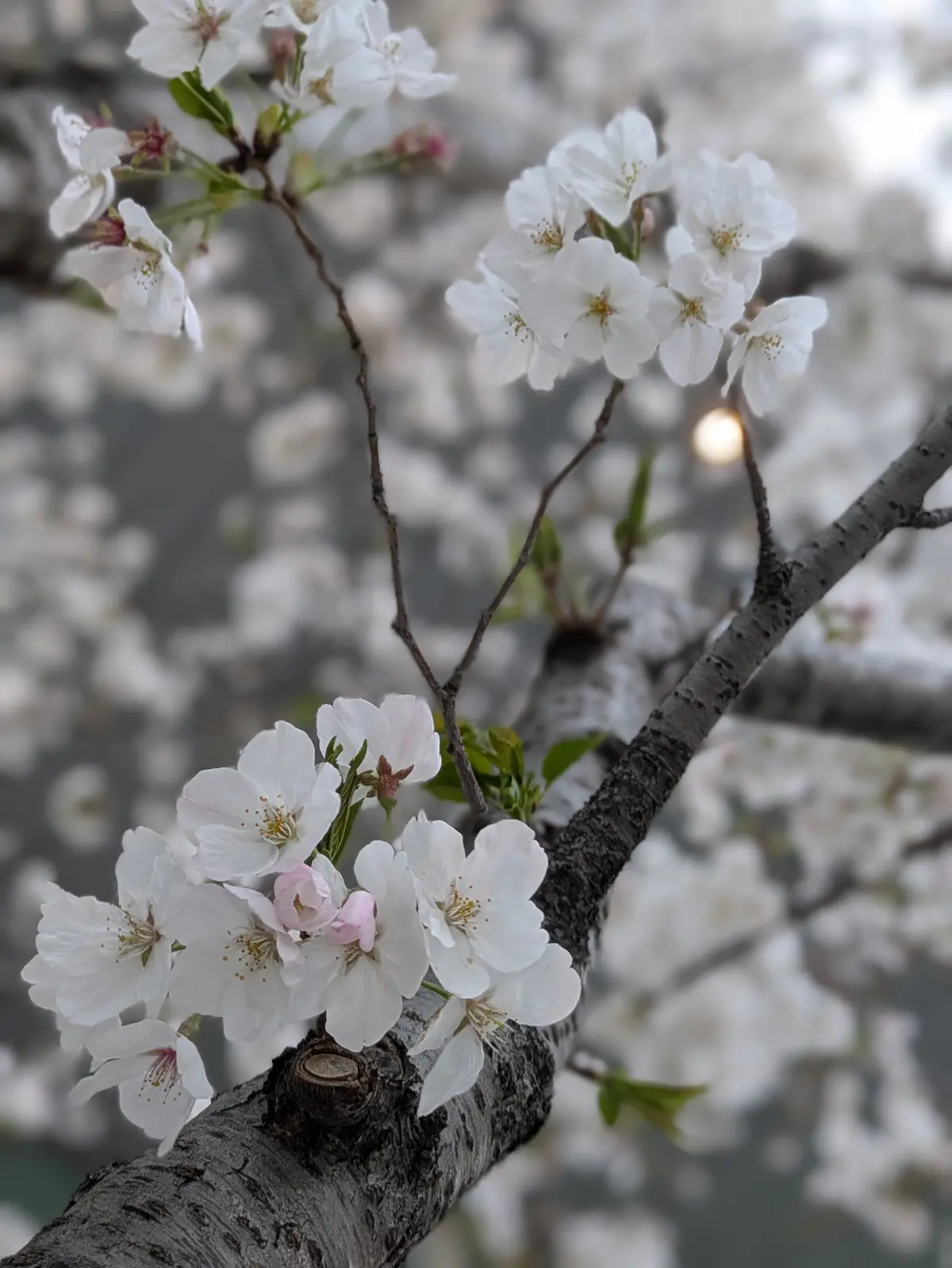 桜色コーデで虎ノ門ヒルズ《アンダーズ東京の画像_1