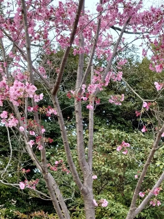 陽光桜