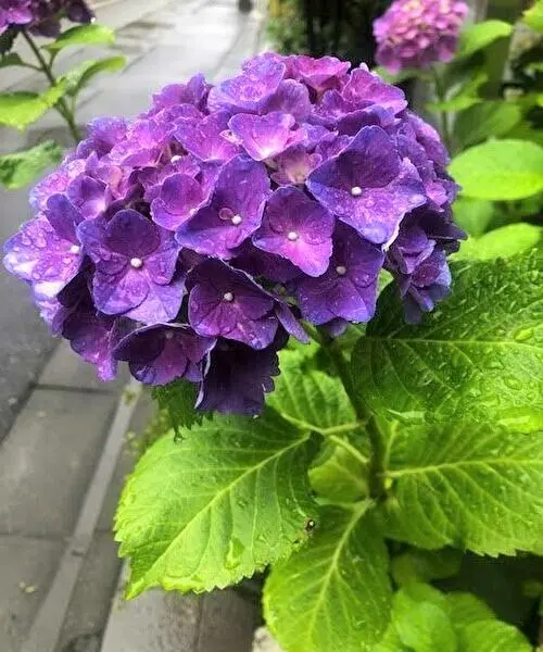 新緑の季節に　グリーンのお着物♪の画像_1