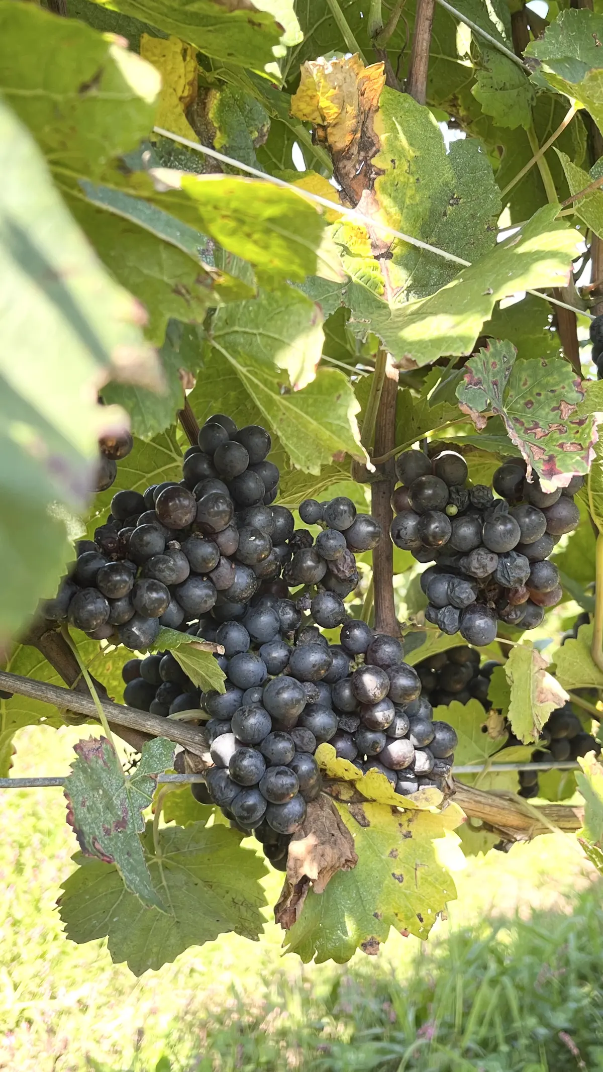 世界に誇る超人気ワイナリーでワイン用ぶどの画像_6