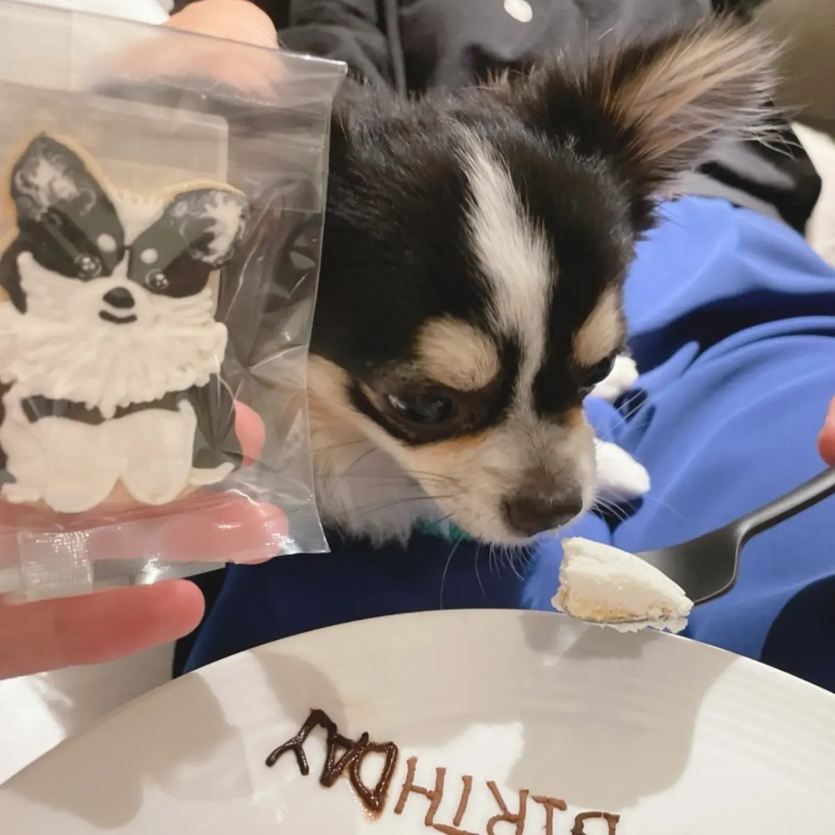 クッキーとクゥ