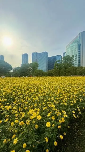 キバナコスモス