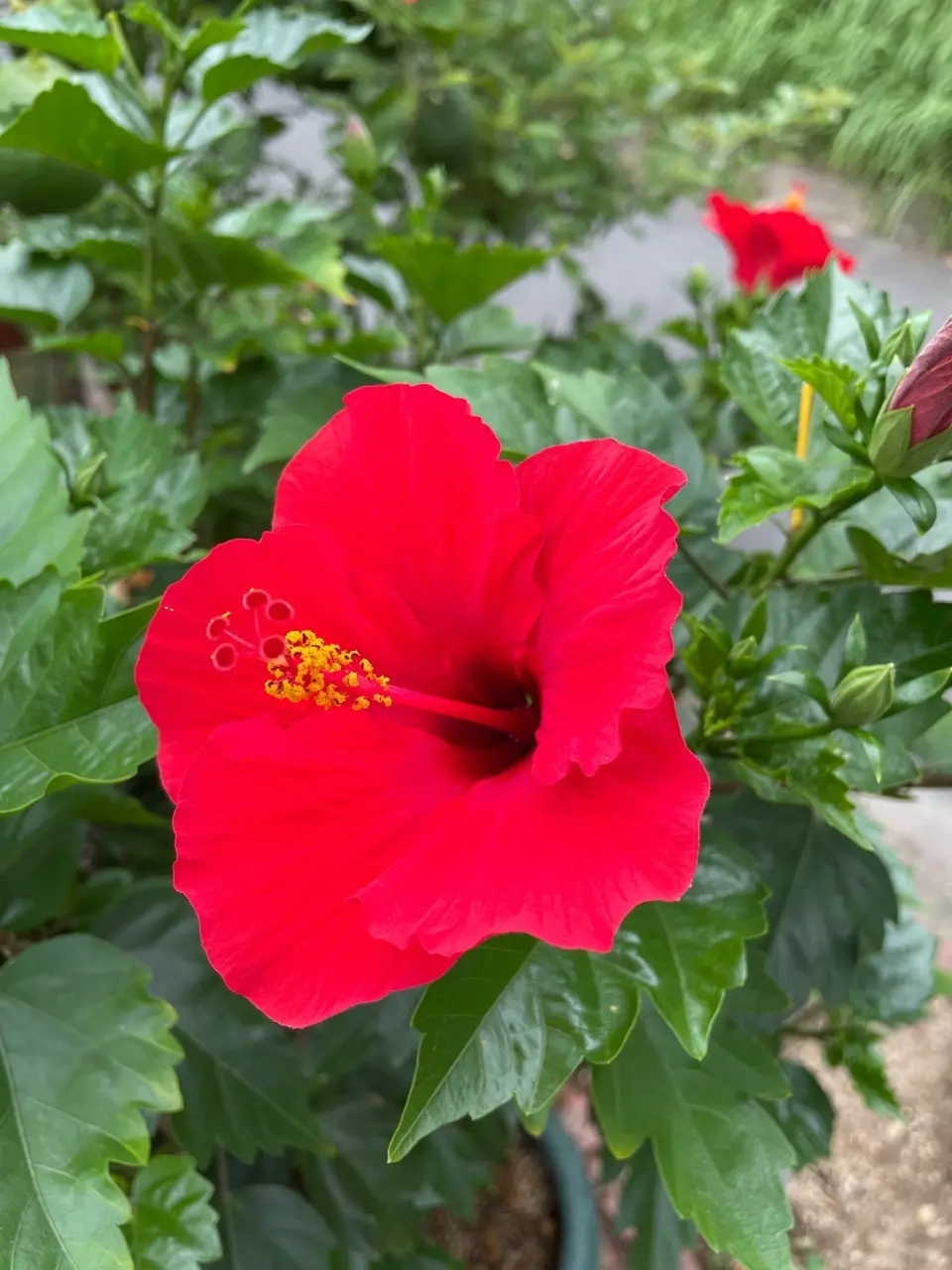 残暑お見舞い申し上げます。の画像_1