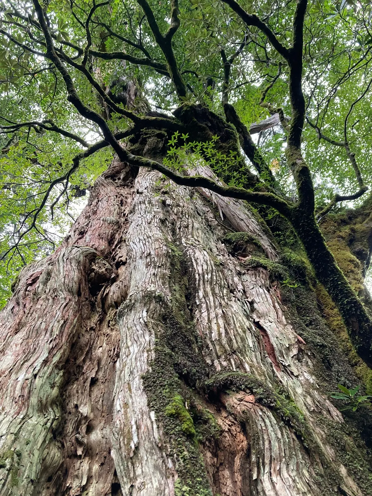  屋久島　CandleHere エクラ  eclat Jマダム　marigat マリガト 屋久杉　紀元杉