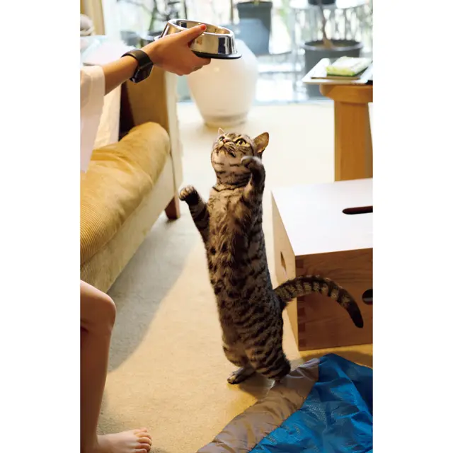 好奇心旺盛なキッキは子供たちの遊び相手。ごはんタイムも待ちきれない！