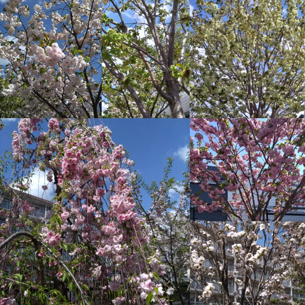 桜