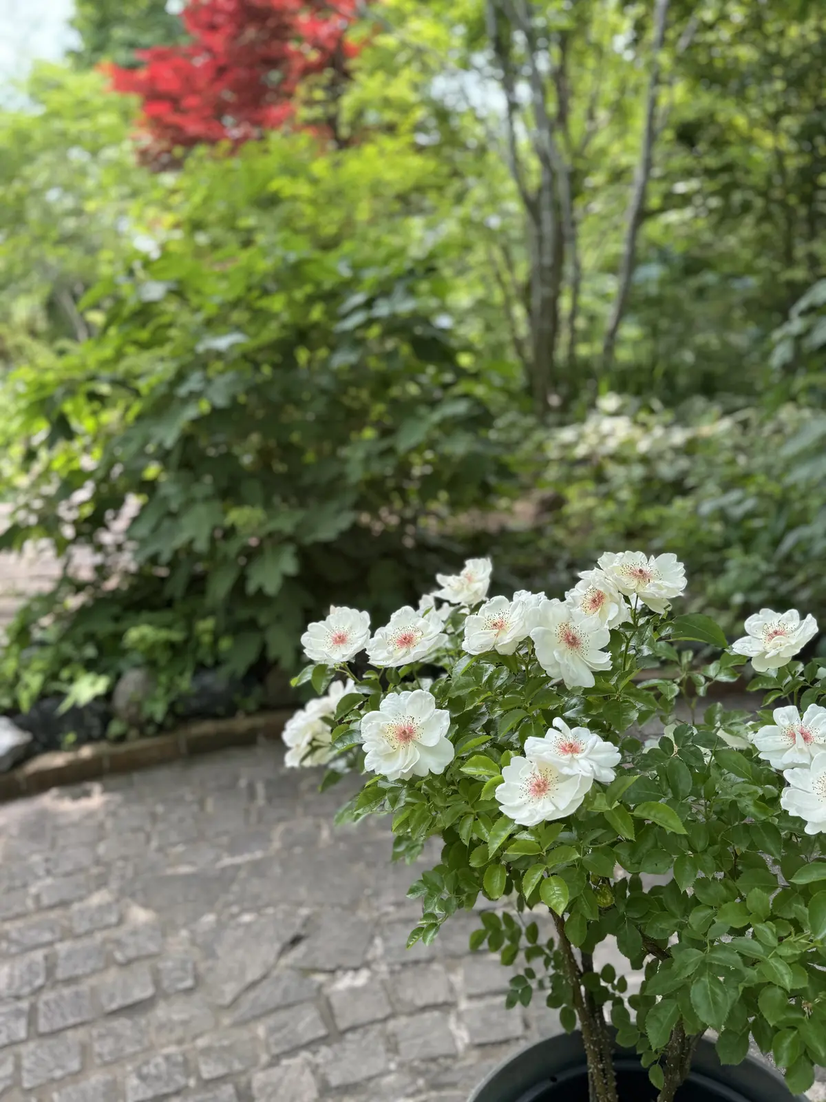 イングリッシュガーデン"風"じゃない！！の画像_3