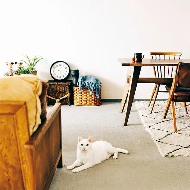 リビング でくつろぐアイビー。