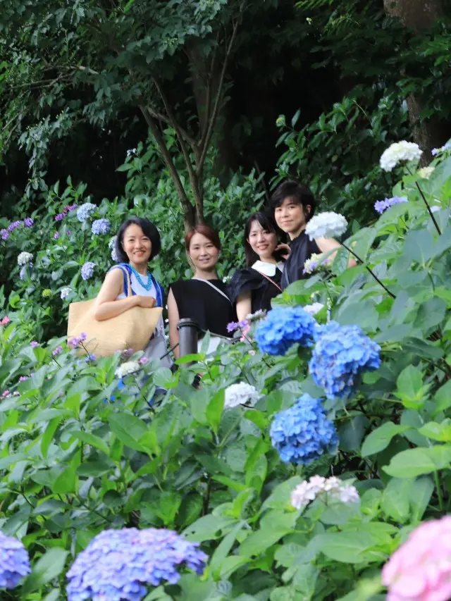 久しぶりの鎌倉 紫陽花鑑賞はお気に入りのの画像_6