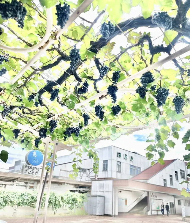 ホワイトコーデで、秋の塩尻市木曽平沢・奈の画像_18