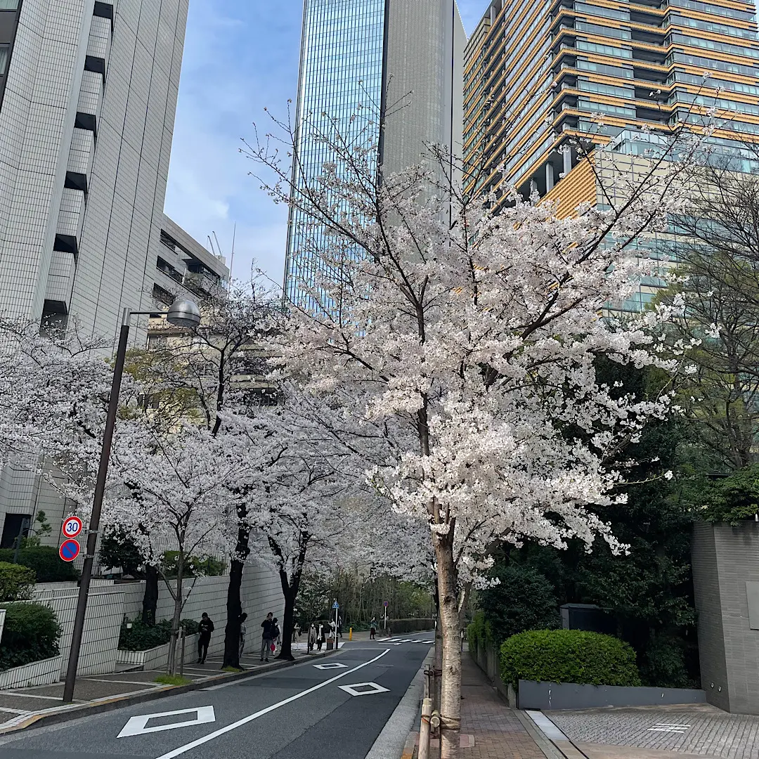 桜坂で桜の画像_5