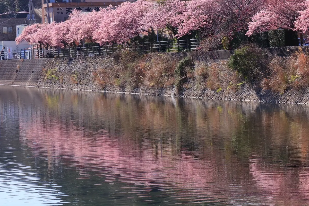 2月が満開　河津桜を見に熱海旅行への画像_1