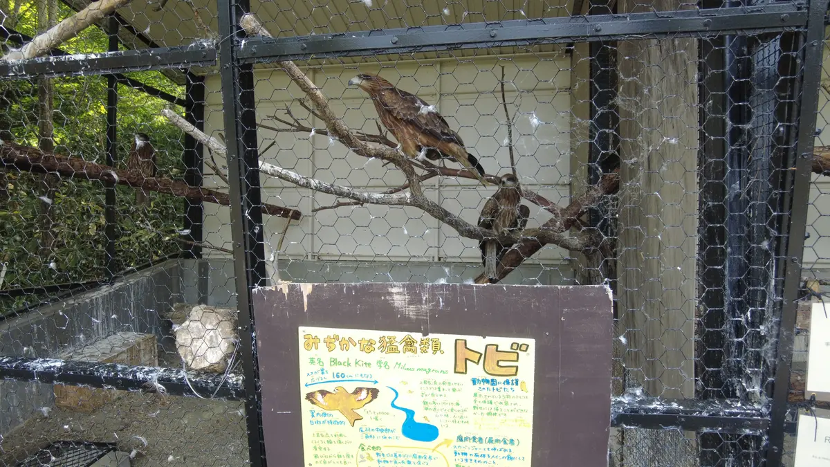 念願だった北海道旭川市「旭山動物園」行っの画像_8