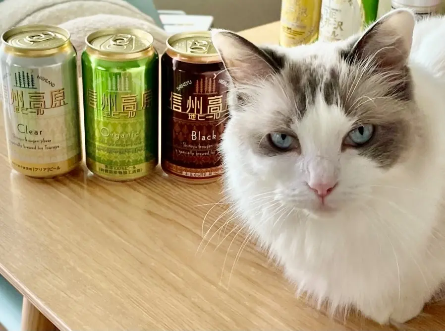 猫とビール
