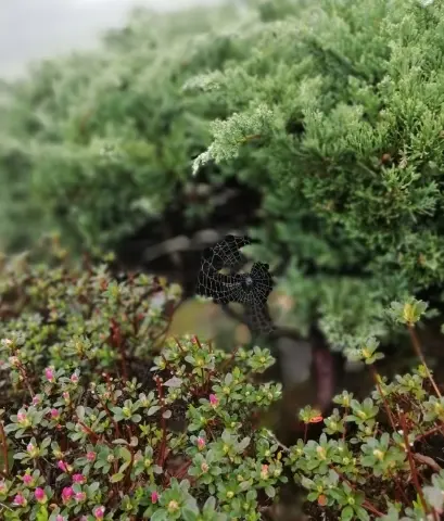 植物に張った蜘蛛の巣②