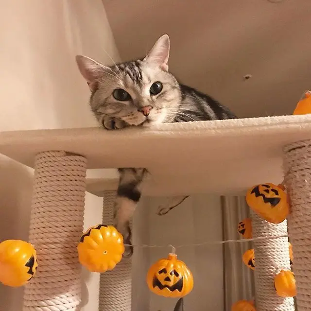 仮装が苦手なアランのハロウィンは⁉︎の画像_1