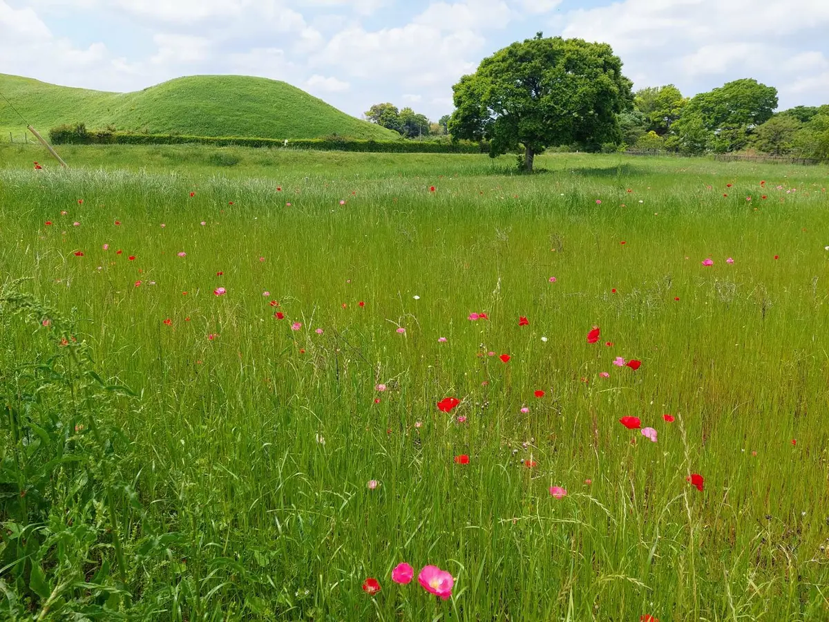 やはり埼玉は平野！を実感する埼玉古墳群