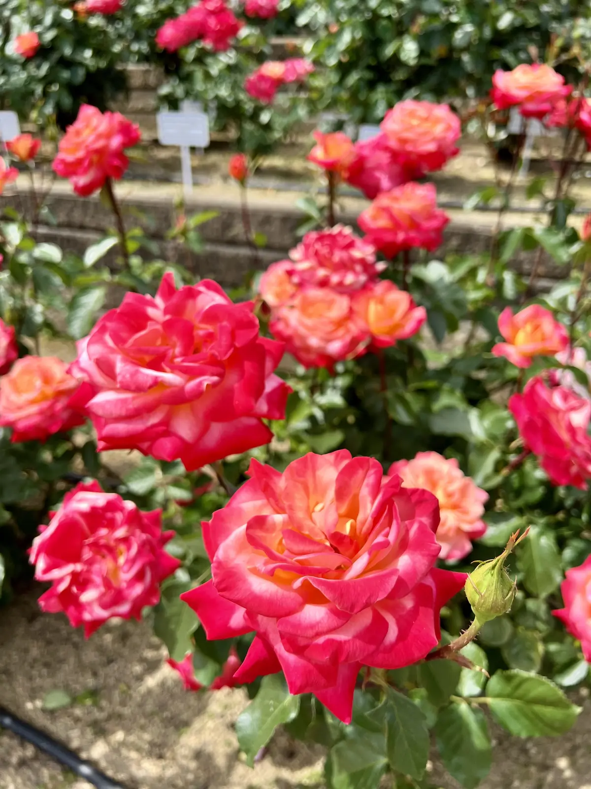 バラが美しい季節ですね〜バラの街 福山〜の画像_2